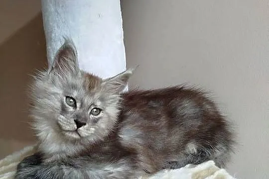 Kira Kotka Maine Coon, Kujawsko-pomorskie, Szembruk