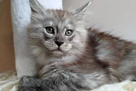 Kira Kotka Maine Coon, Kujawsko-pomorskie, Szembruk
