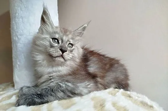 Kira Kotka Maine Coon, Kujawsko-pomorskie, Szembruk