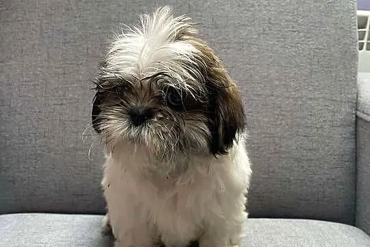 Shih tzu