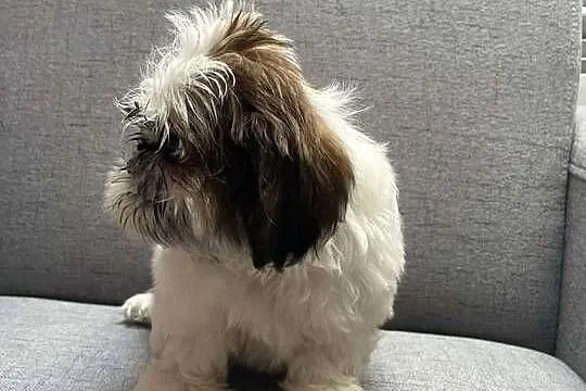 Shih tzu, Małopolskie, Kęty