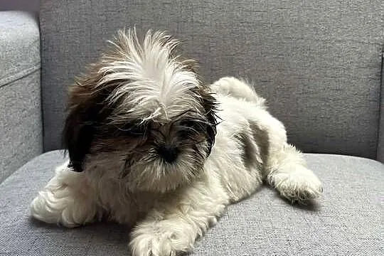 Shih tzu, Małopolskie, Kęty