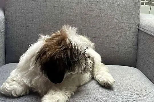 Shih tzu, Małopolskie, Kęty