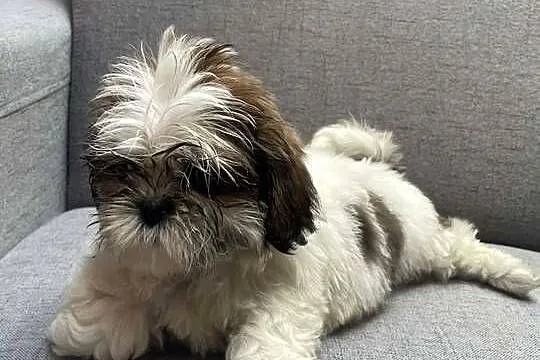 Shih tzu, Małopolskie, Kęty