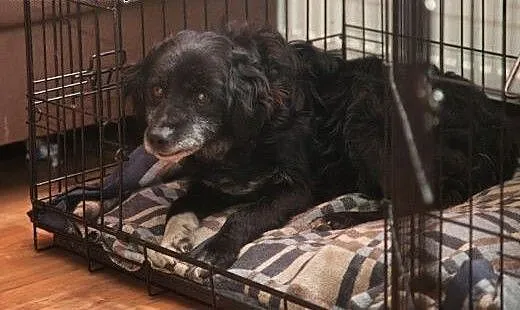 DROPSIK - cudowny psiak do adopji :), Kundelki ca