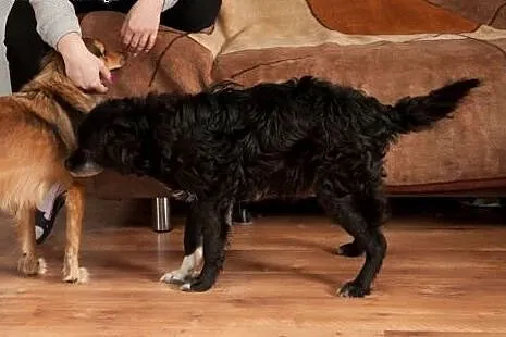 DROPSIK - cudowny psiak do adopji :),  Kundelki ca