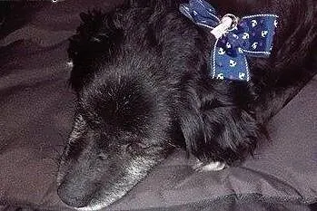 DROPSIK - cudowny psiak do adopji :),  Kundelki ca