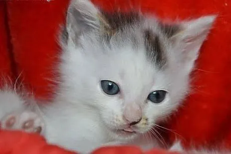2 kociaki do adopcji,  mazowieckie Warszawa