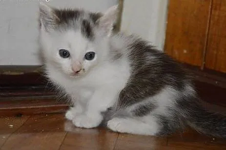 2 kociaki do adopcji,  mazowieckie Warszawa