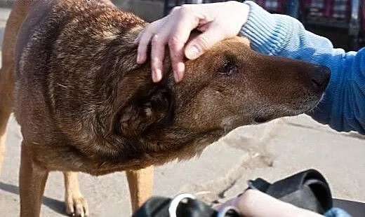 Przyjazny i spokojny Henio szuka nowego domu, wie