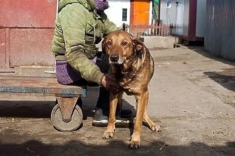 Przyjazny i spokojny Henio szuka nowego domu,  wie