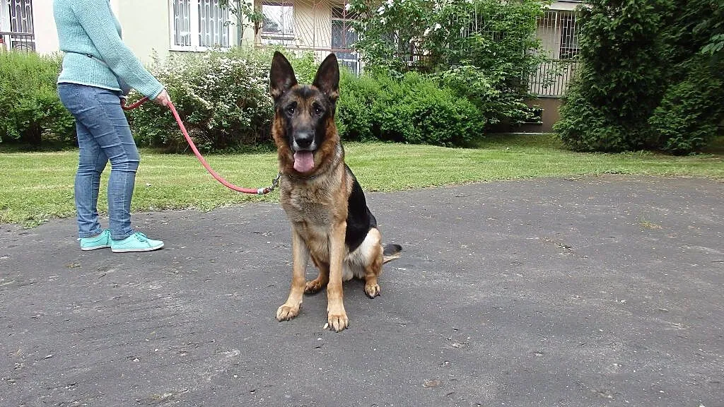 Roki - młody, łagodny owczarek niemiecki ADOPCJA