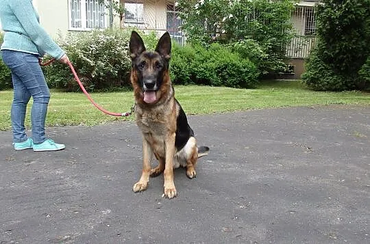 Roki - młody, łagodny owczarek niemiecki ADOPCJA