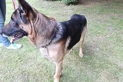 Roki - młody, łagodny owczarek niemiecki ADOPCJA