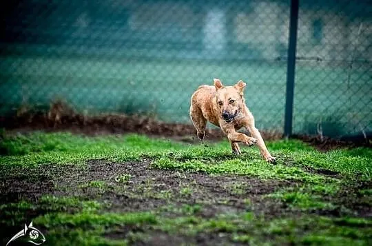 LORI - w oku iskierka, piękna jak modelka, Śląskie, Katowice