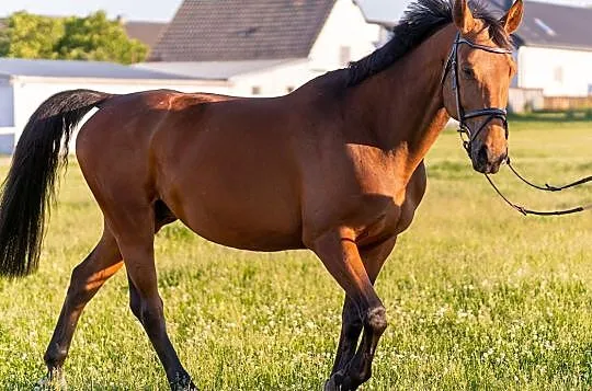 Sprzedam źrebną, piękną, 12-letnią klacz po Sandro Boy'u !!, , Jełowa