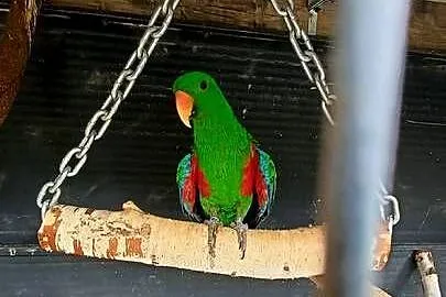 Lory wielkie para 23r ręcznie karmione barwnice, Małopolskie, Wieliczka