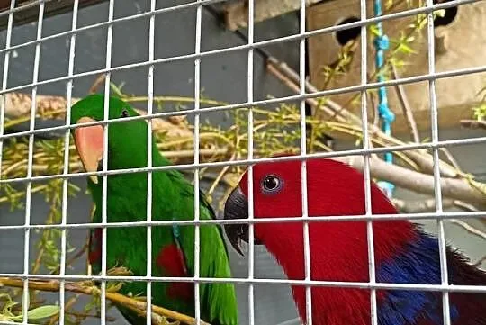 Lory wielkie para 23r ręcznie karmione barwnice, Małopolskie, Wieliczka