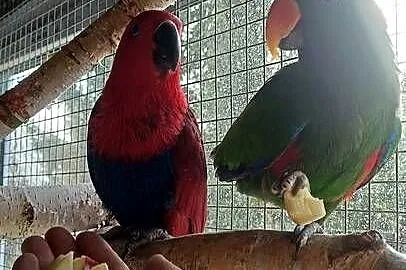 Lory wielkie para 23r ręcznie karmione barwnice, Małopolskie, Wieliczka