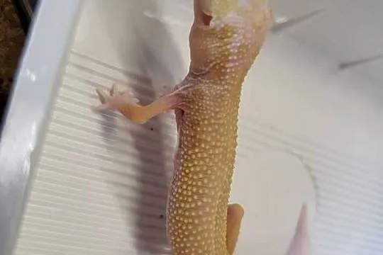 Gekon Lamparci Samica - Sklep Zoologiczny