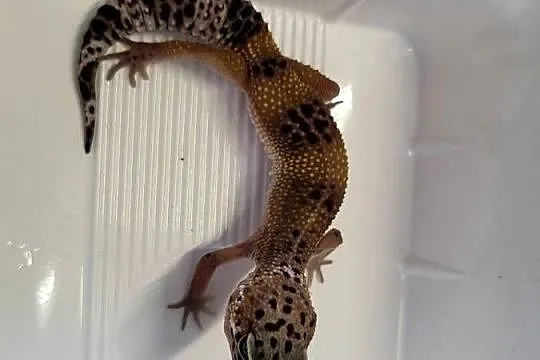 Gekon Lamparci Samica - Sklep Zoologiczny, Śląskie, Katowice