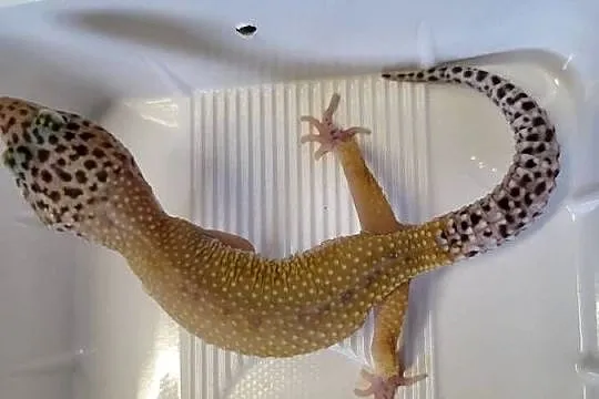 Gekon Lamparci Samica - Sklep Zoologiczny, Śląskie, Katowice