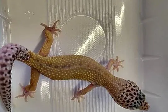 Gekon Lamparci Samica - Sklep Zoologiczny, Śląskie, Katowice
