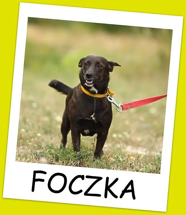 Foczka- mała, przytulaśna , wesoła , jamnikowata s
