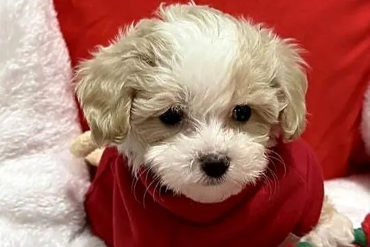 Maltipoo bardzo malutki chłopiec gotowy do odbioru