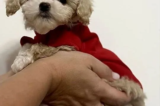 Maltipoo bardzo malutki chłopiec gotowy do odbioru, Małopolskie, Wadowice