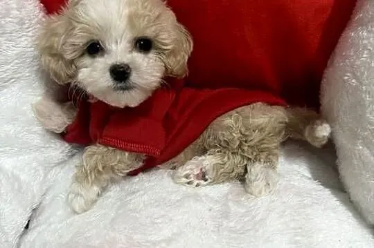 Maltipoo bardzo malutki chłopiec gotowy do odbioru, Małopolskie, Wadowice