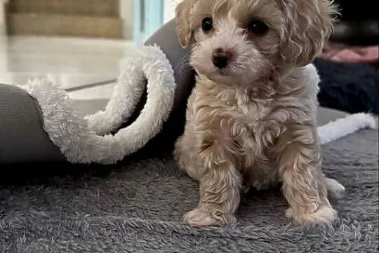 Maltipoo bardzo malutki chłopiec gotowy do odbioru, Małopolskie, Wadowice