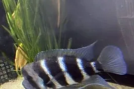Pyszczak hełmiasty frontosa
