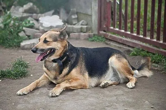 Dwie cudowne suczki - adoptuj wspaniały dwupak :)