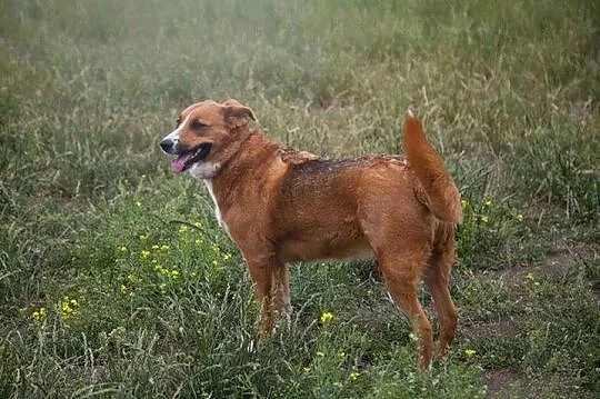 Dwie cudowne suczki - adoptuj wspaniały dwupak :)
