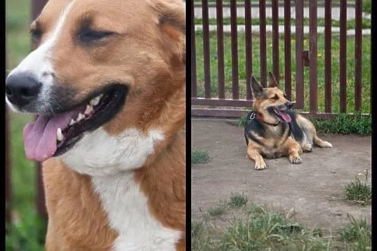 Dwie cudowne suczki - adoptuj wspaniały dwupak :)