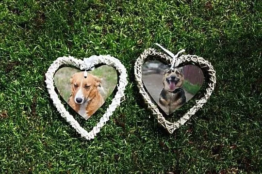 Dwie cudowne suczki - adoptuj wspaniały dwupak :)