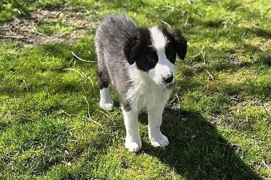 Border Collie, Małopolskie, Tarnów
