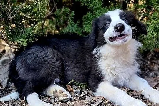 Border Collie, Małopolskie, Tarnów