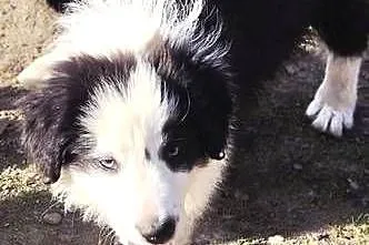 Border Collie, Małopolskie, Tarnów