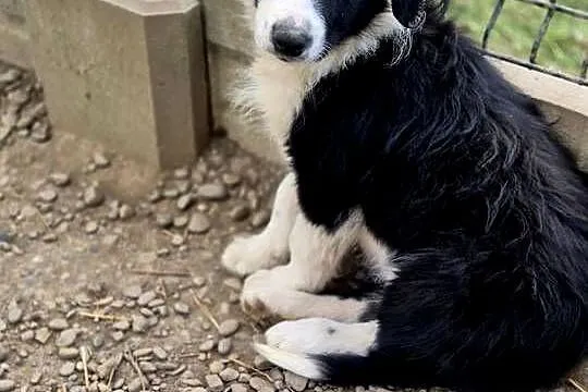 Border Collie, Małopolskie, Tarnów