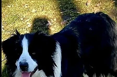 Border Collie, Małopolskie, Tarnów