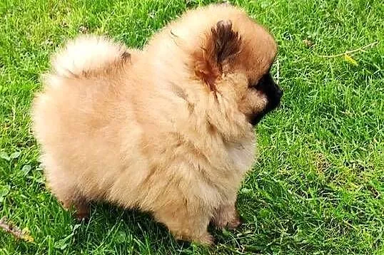 Szpic miniaturowy pomeranian cudny piesek