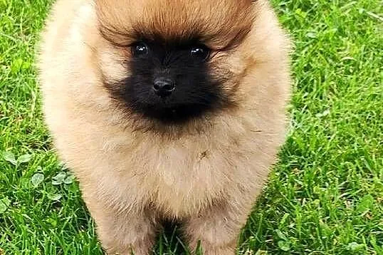 Szpic miniaturowy pomeranian cudny piesek, Warmińsko-mazurskie, Działdowo