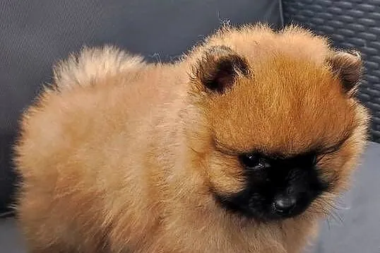 Szpic miniaturowy pomeranian cudny piesek, Warmińsko-mazurskie, Działdowo
