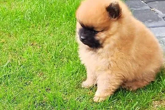 Szpic miniaturowy pomeranian cudny piesek, Warmińsko-mazurskie, Działdowo