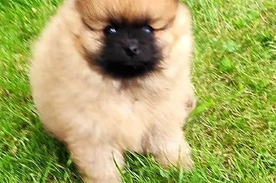 Szpic miniaturowy pomeranian cudny piesek, Warmińsko-mazurskie, Działdowo