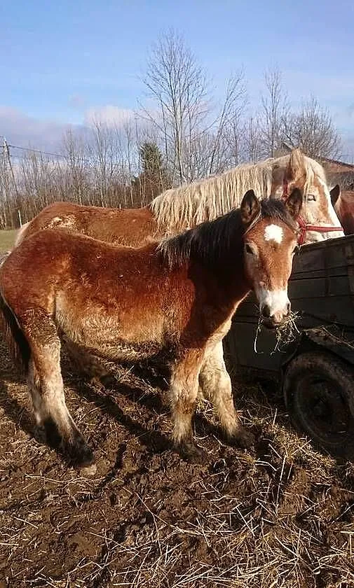 koń zimnokrwisty, Śląskie, Goczałkowice-Zdrój