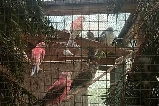 Sprzedam papugi lilianki, Małopolskie, Myślenice