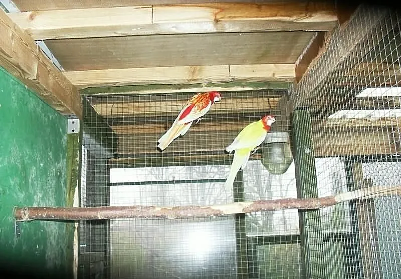Sprzedam Papugi